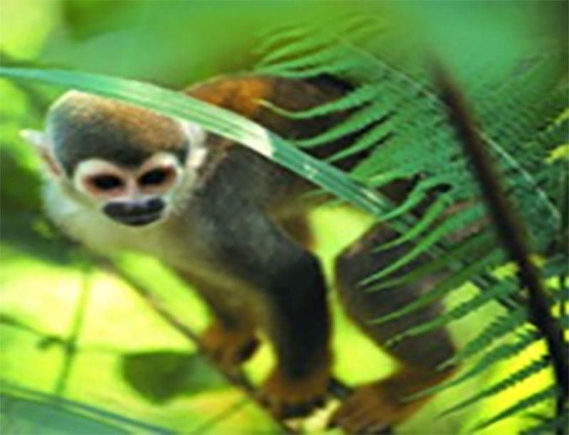 amazon monkey