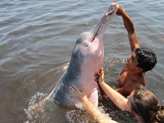 Pink Dolphins Manaus