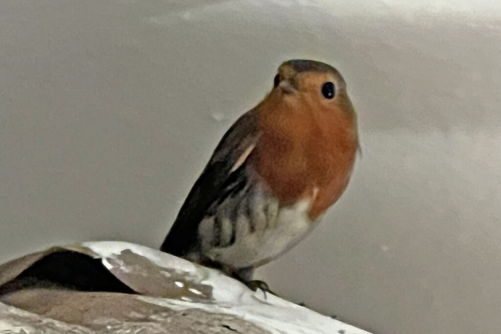 The European Robin aboard MS Volendam | Manaus | Brazil