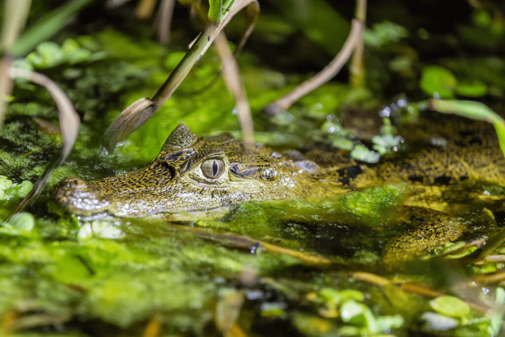 Cocodrile | Amazon | South America